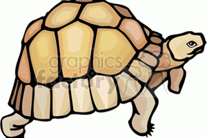 Gopher tortoise clipart.