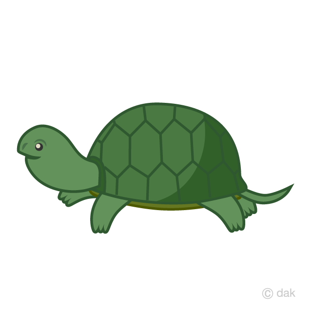 Cute green tortoise.