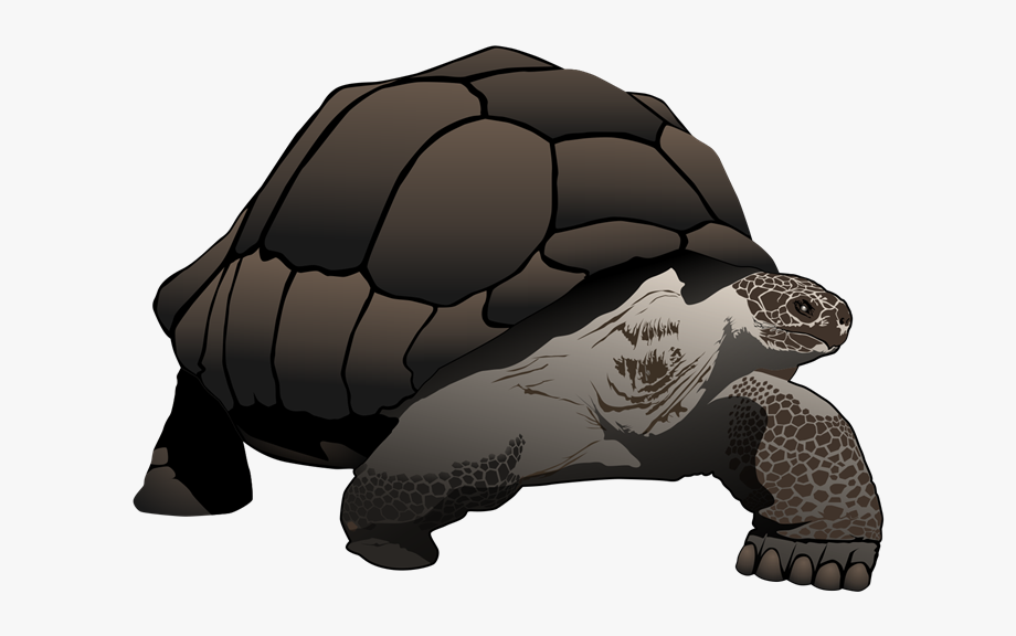 Tortoise clipart realistic.