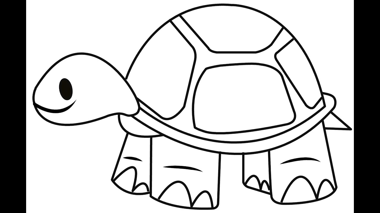 How draw tortoise.