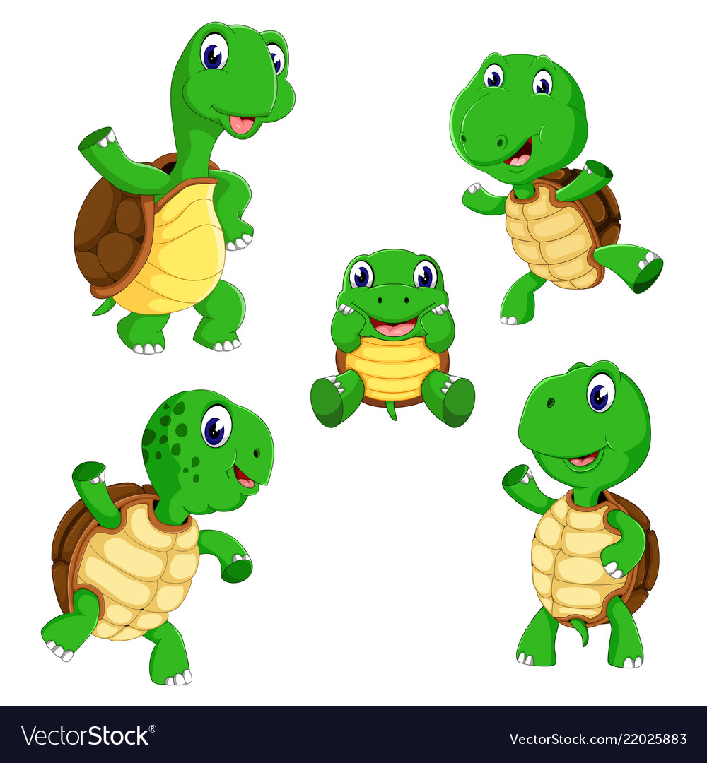 Collection of the tortoise