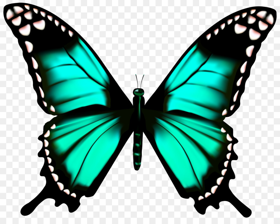 Butterfly illustration clipart.