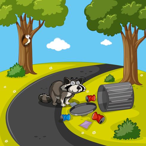 Raccoon searching trash.