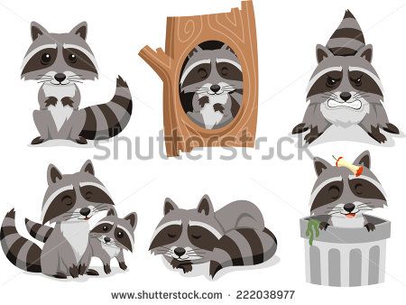 Raccoon raccoons set.