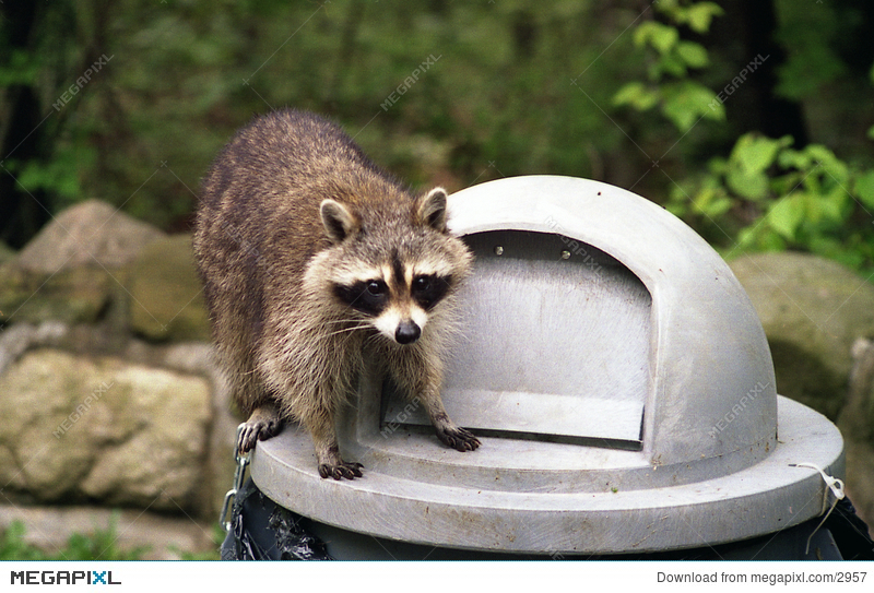 Raccoon garbage can.