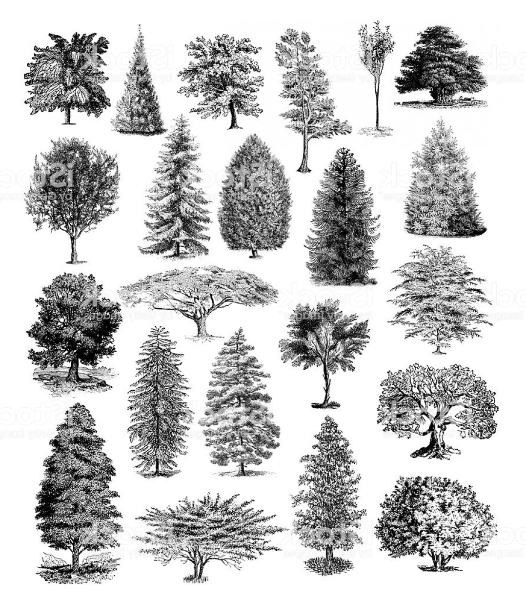 Forest Tree Illustrations Vintage Nature Clipart Gm