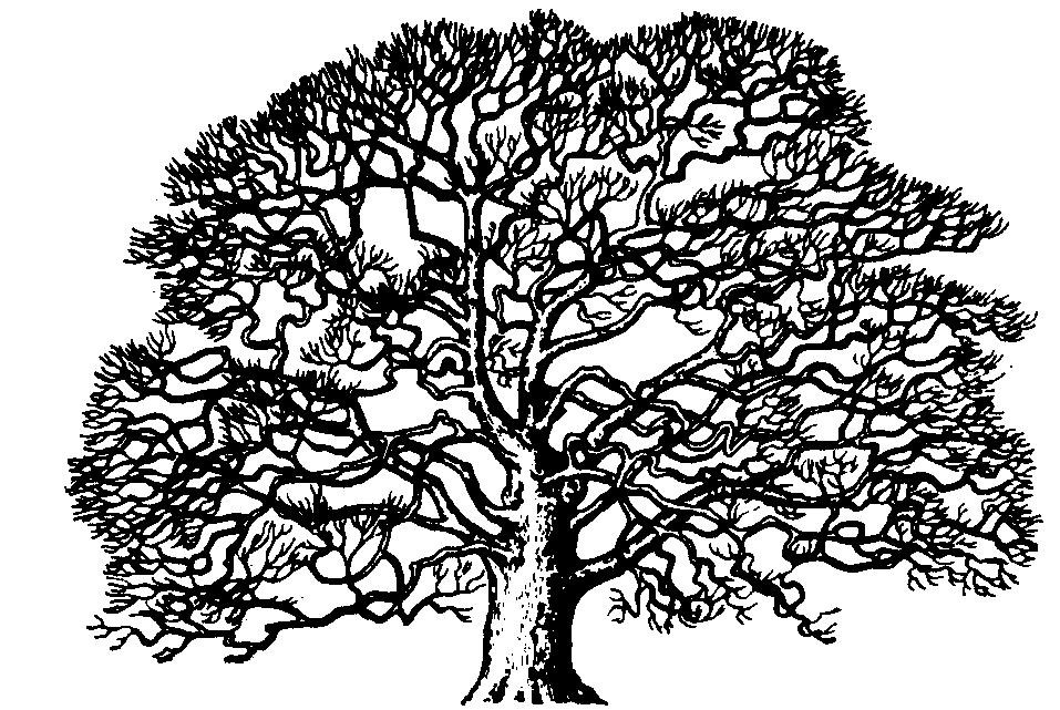 tree black and white clipart oak