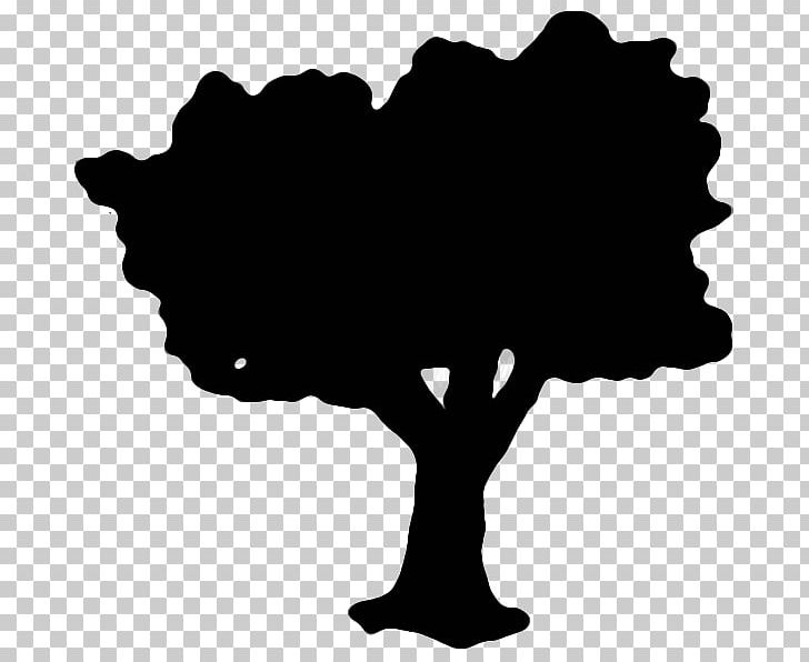 Tree black silhouette.