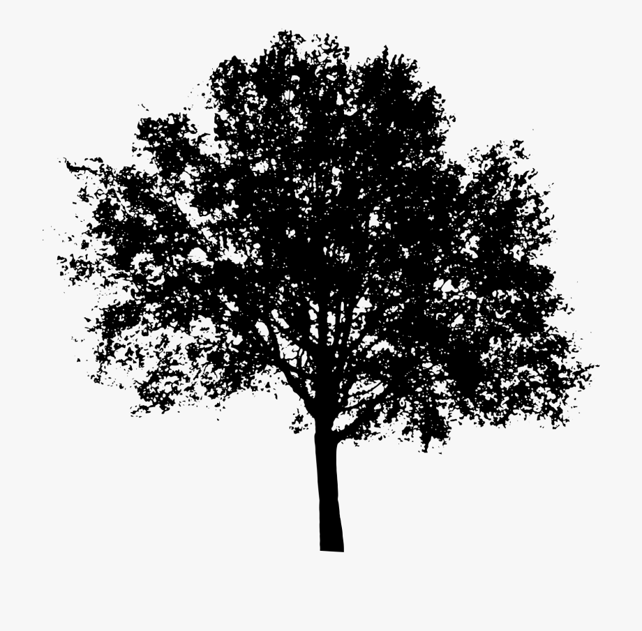 Tree black and white clipart transparent background pictures on