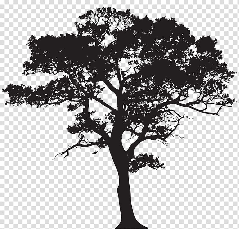 tree black and white clipart transparent background