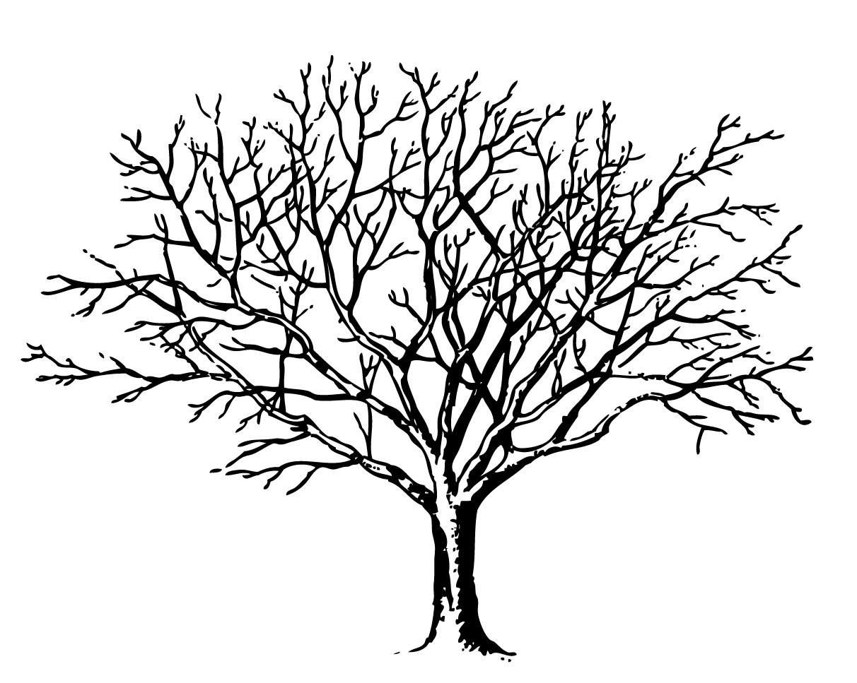 tree black and white clipart winter
