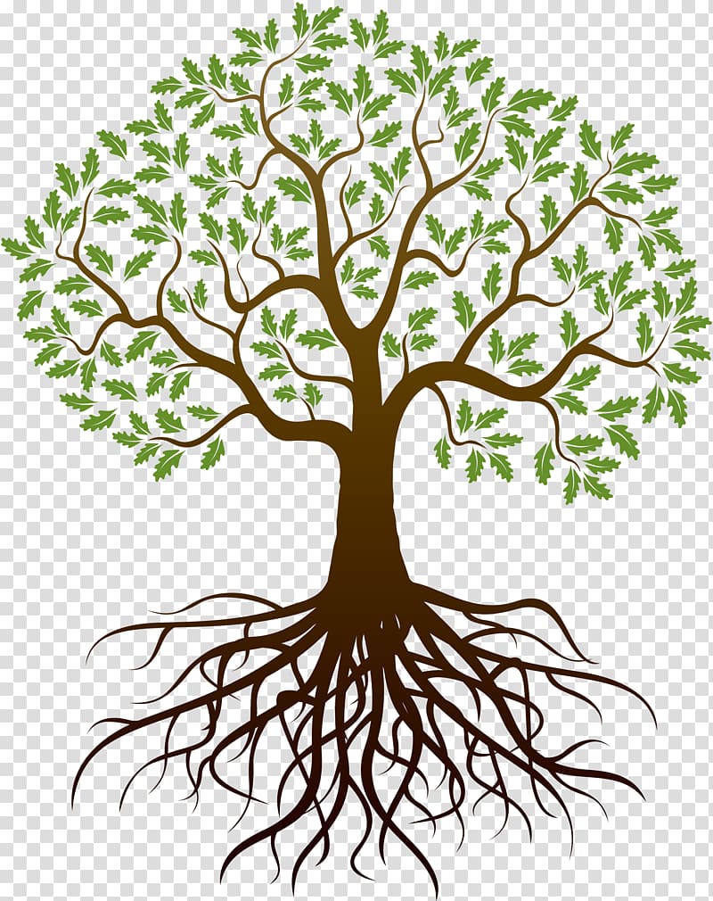 Tree of life illustration, Drawing Tree Root, reunion