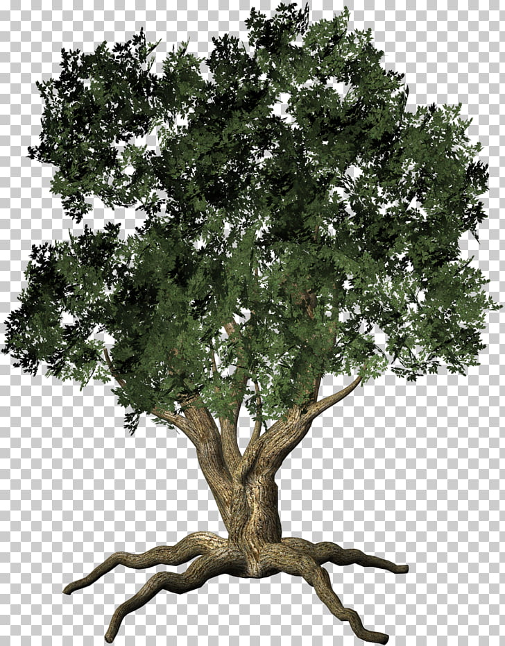 Tree Root Trunk , love tree PNG clipart