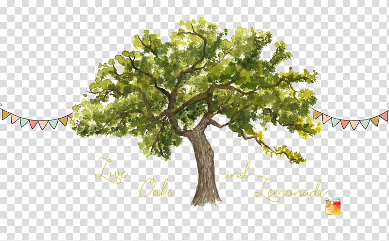 Tree Trunk Watercolor painting Northern Red Oak , Live Oak