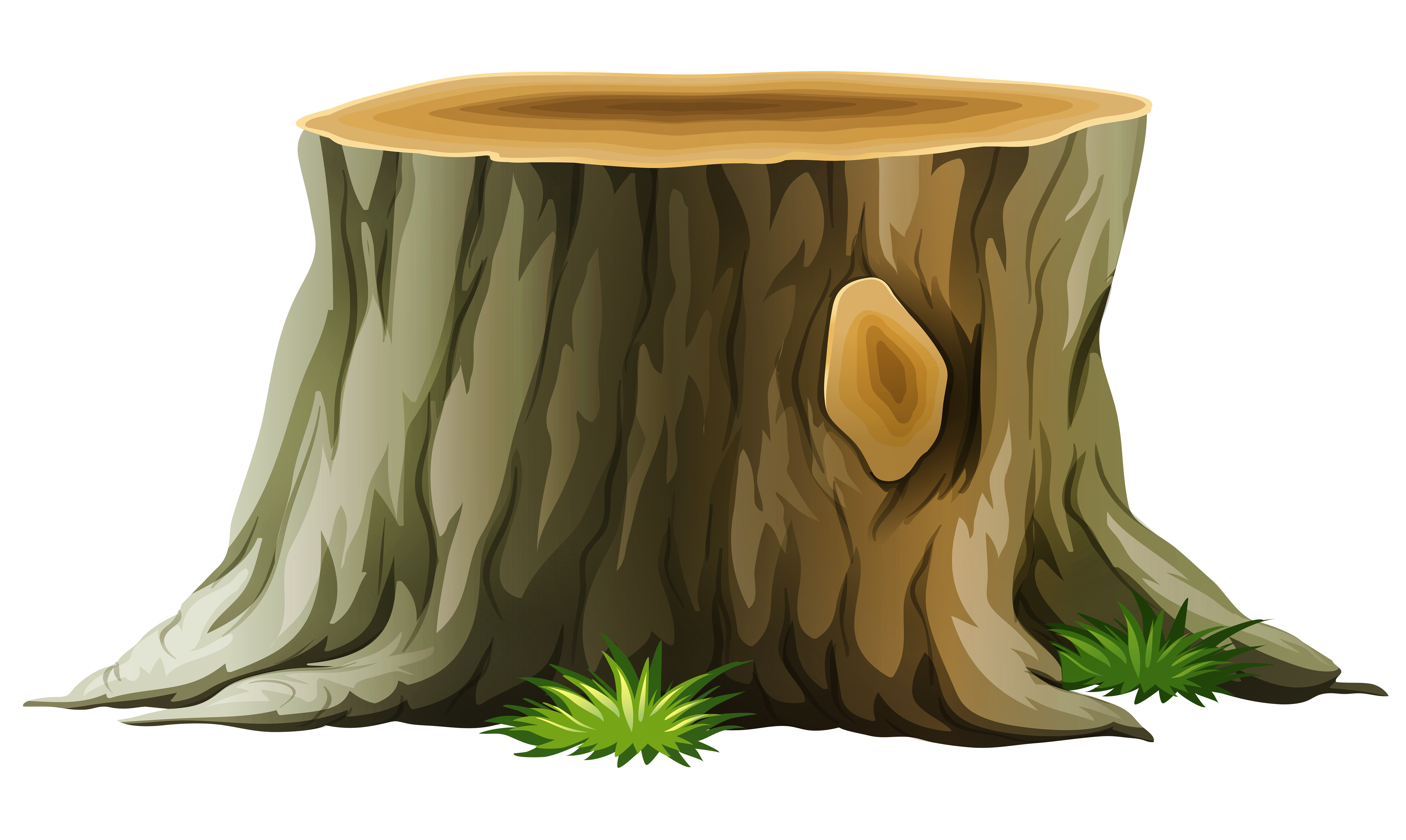 Tree stump trunk.