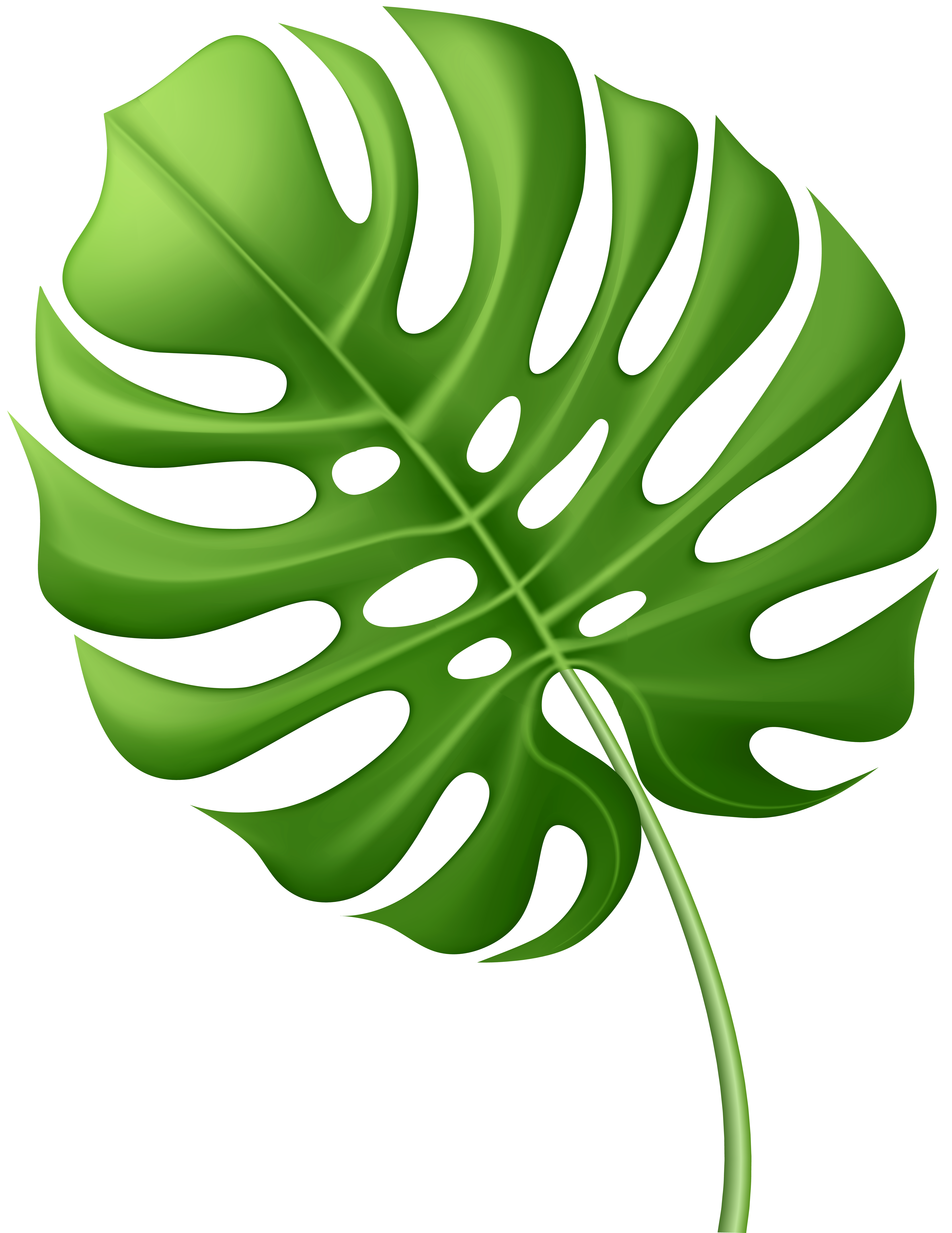 Large tropical leaf.