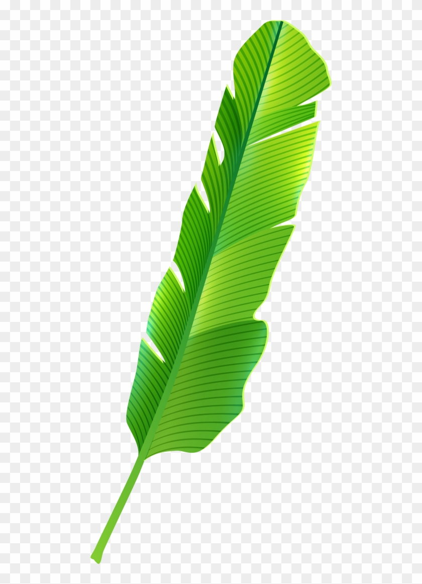 Free Png Download Tropical Banana Leaf Png Images Background