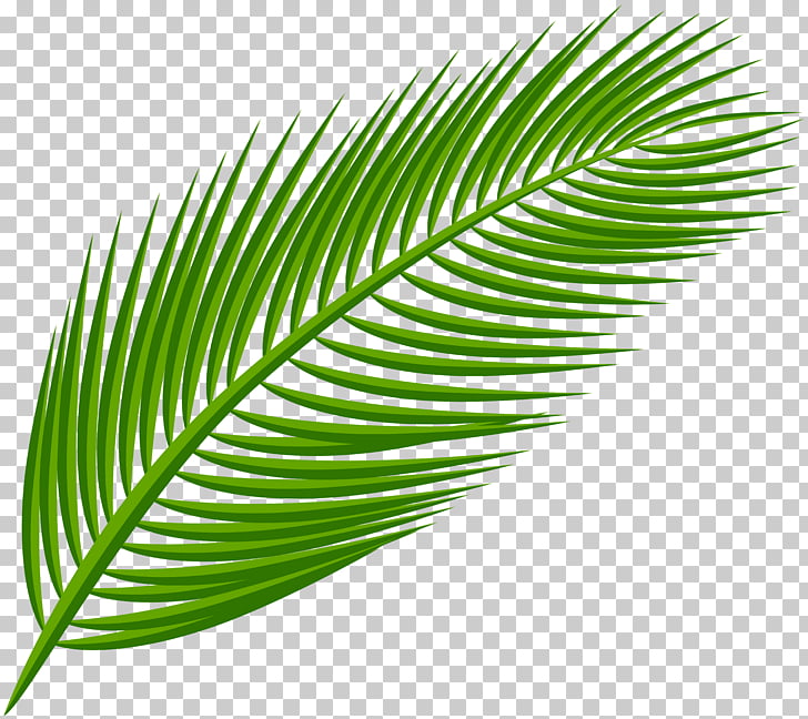 Palm branch arecaceae.