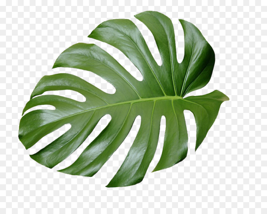Tropical tree clipart.