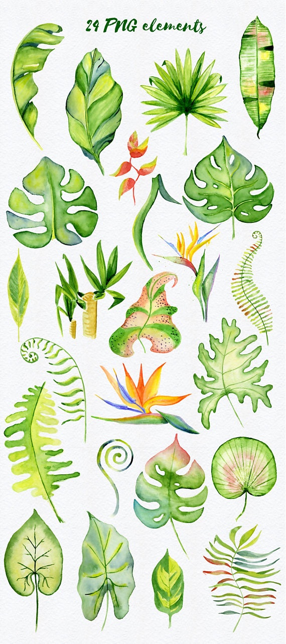 Tropical clipart Tropical leaves Floral clipart Watercolor