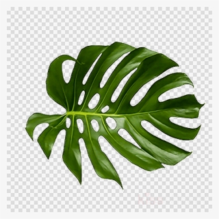 Palm Leaf PNG, Transparent Palm Leaf PNG Image Free Download