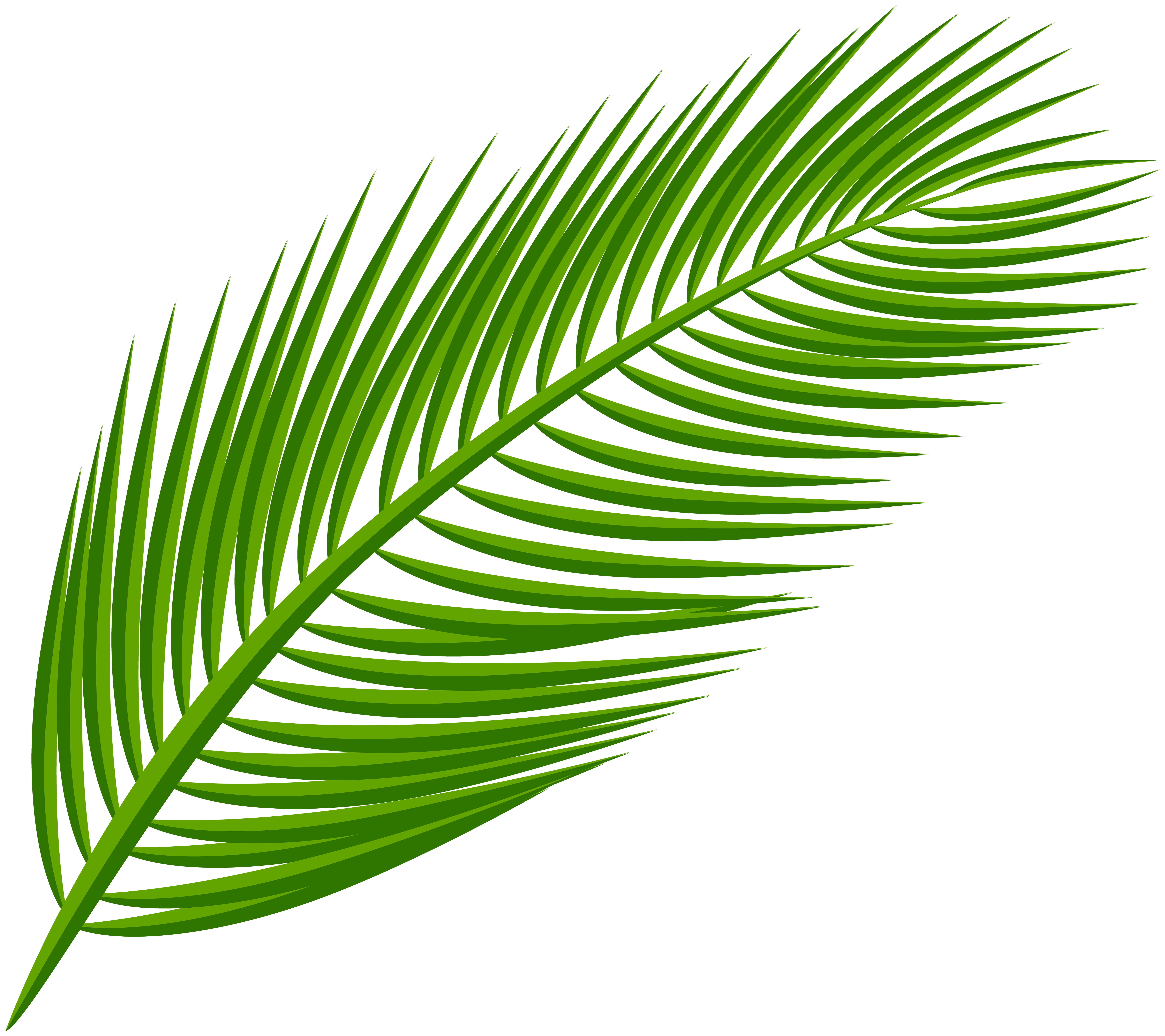Palm leaf clipart.