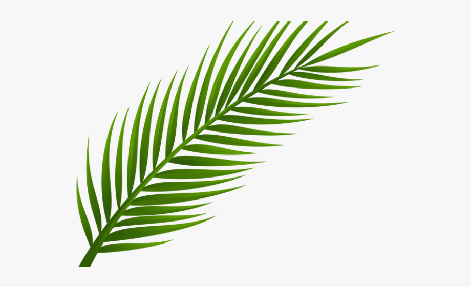 Drawn Palm Tree Leaf