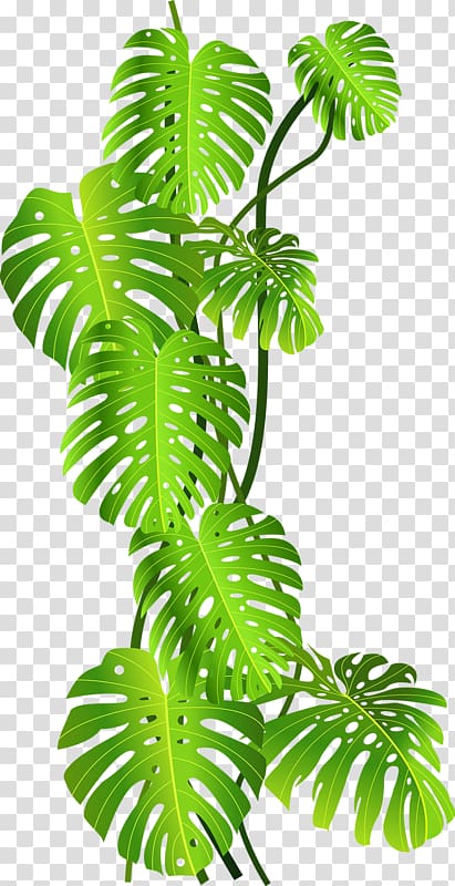 Green leafed plant , Tropics Jungle Tropical rainforest