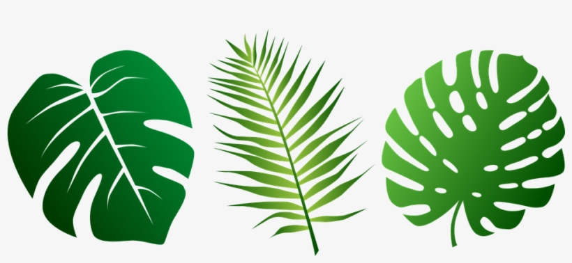 Palm leaves clipart.