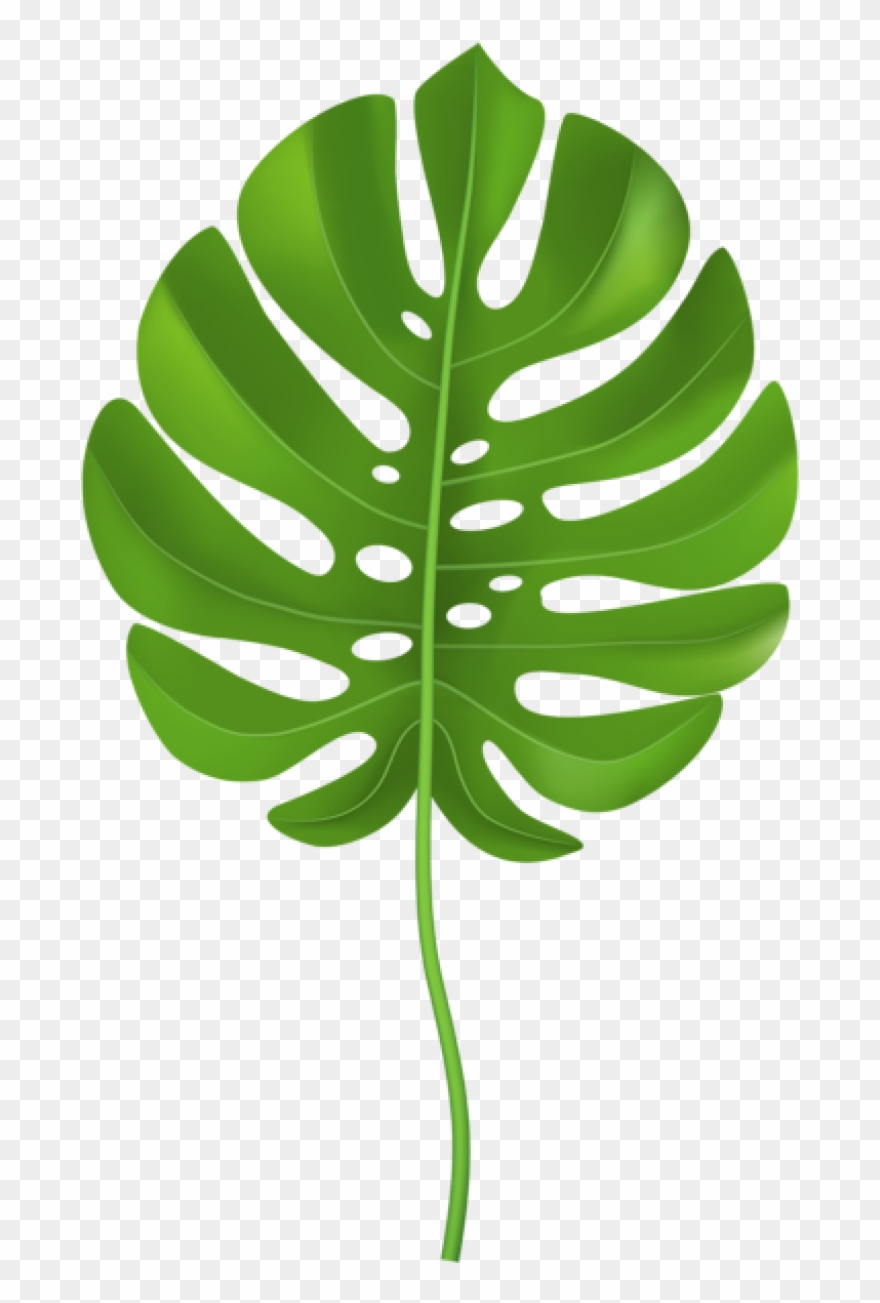 Jungle leaves clipart.