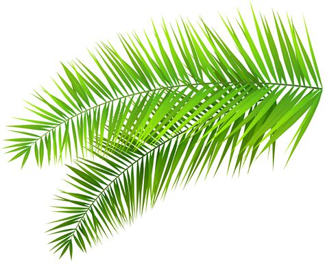 Palm Leaf Clipart