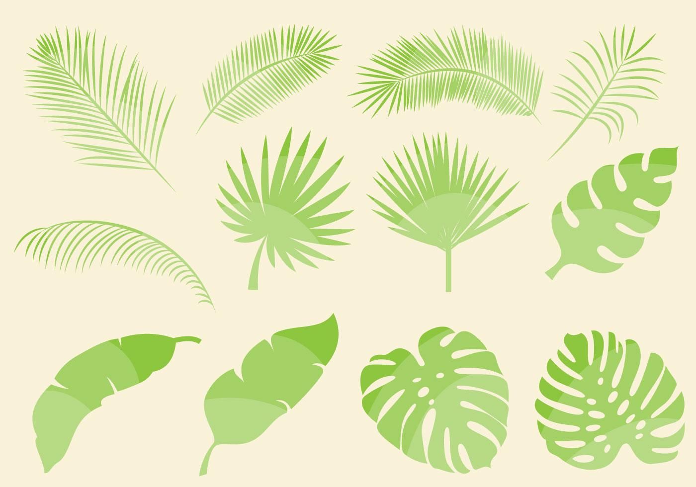 Tropical leaf vectors.