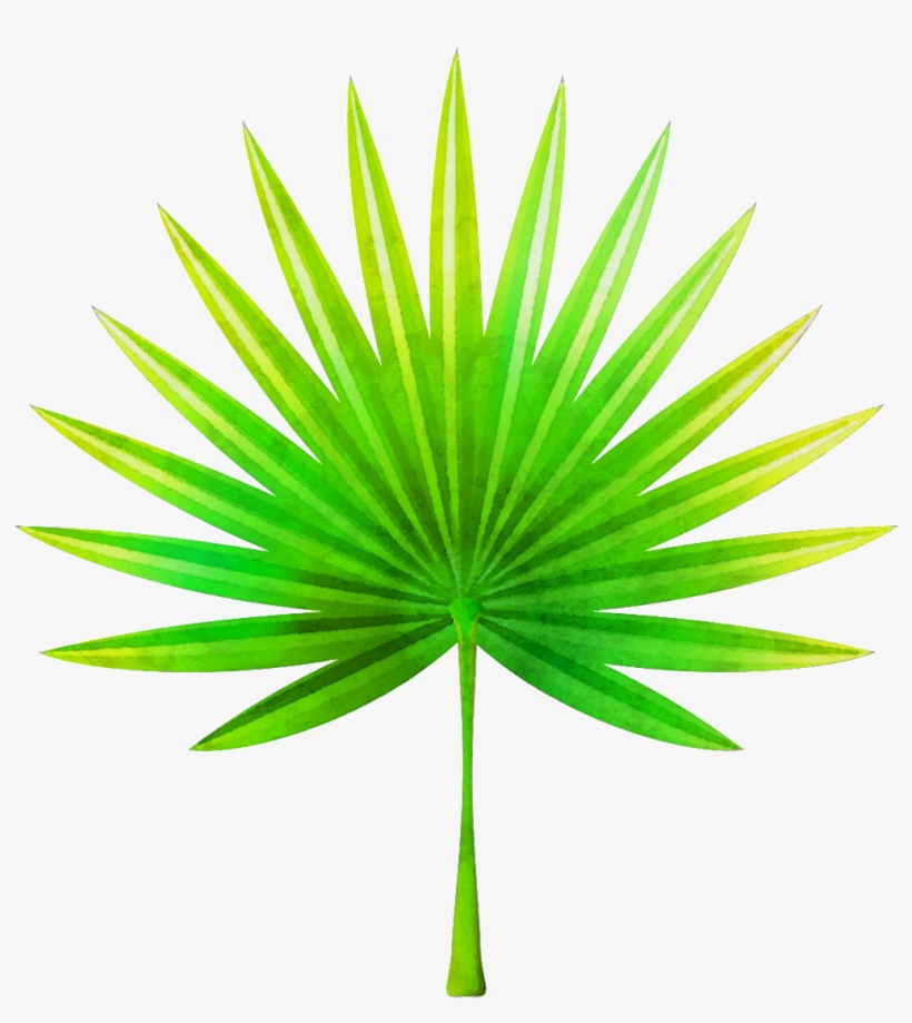 Hand Painted Fan Shaped Leaves Png Transparent