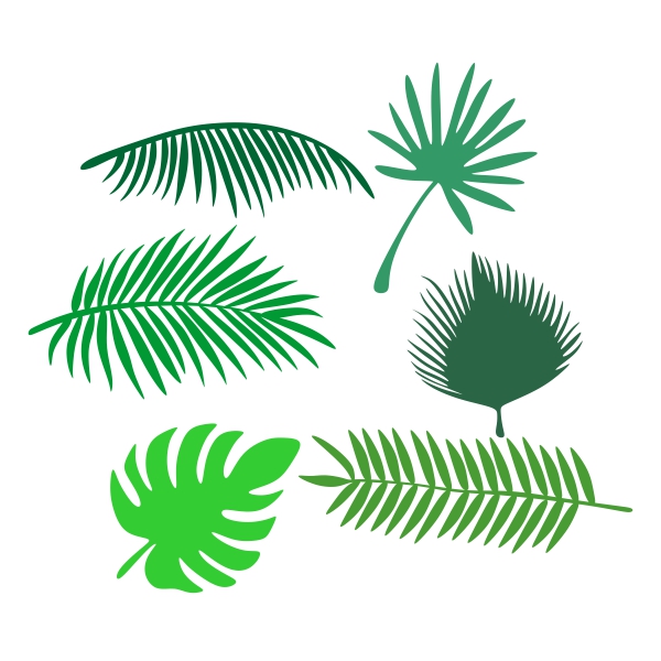 Tropical palm leaf.