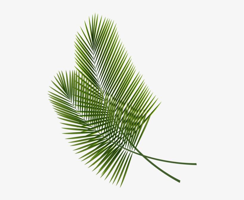 Tropical Leaves Clipart Image