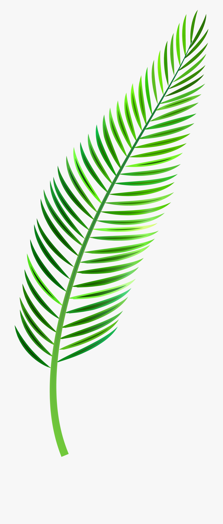 Palm leaf png.