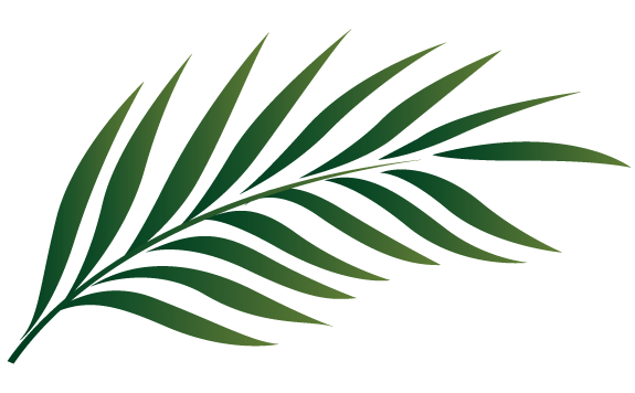 Free palm leaf.