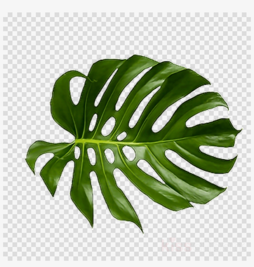 Tropical leaf png.