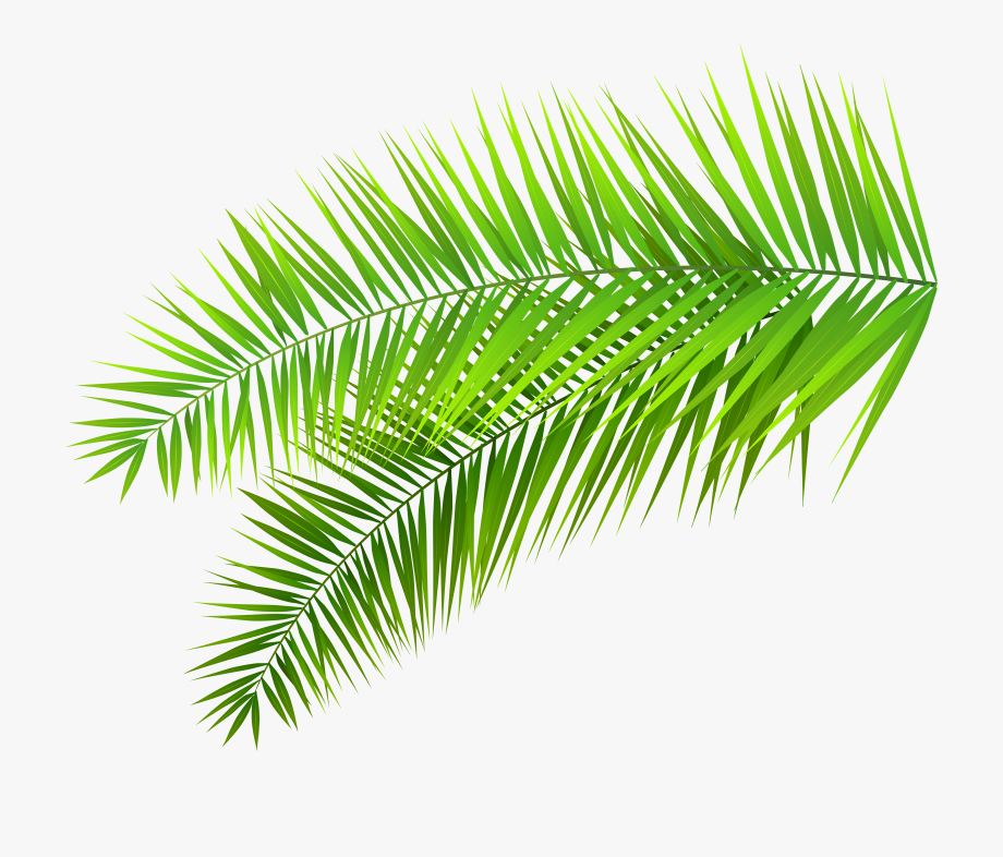 Palm Tree Clipart Transparent Png