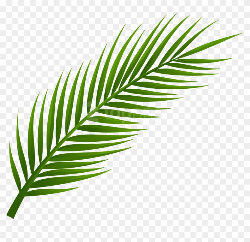 Free Png Download Palm Tree Leaf Clipart Png Photo
