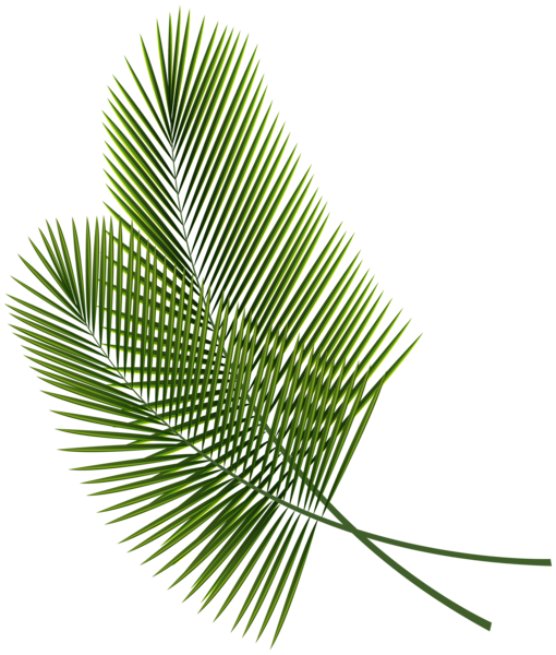 tropical leaf clipart transparent background