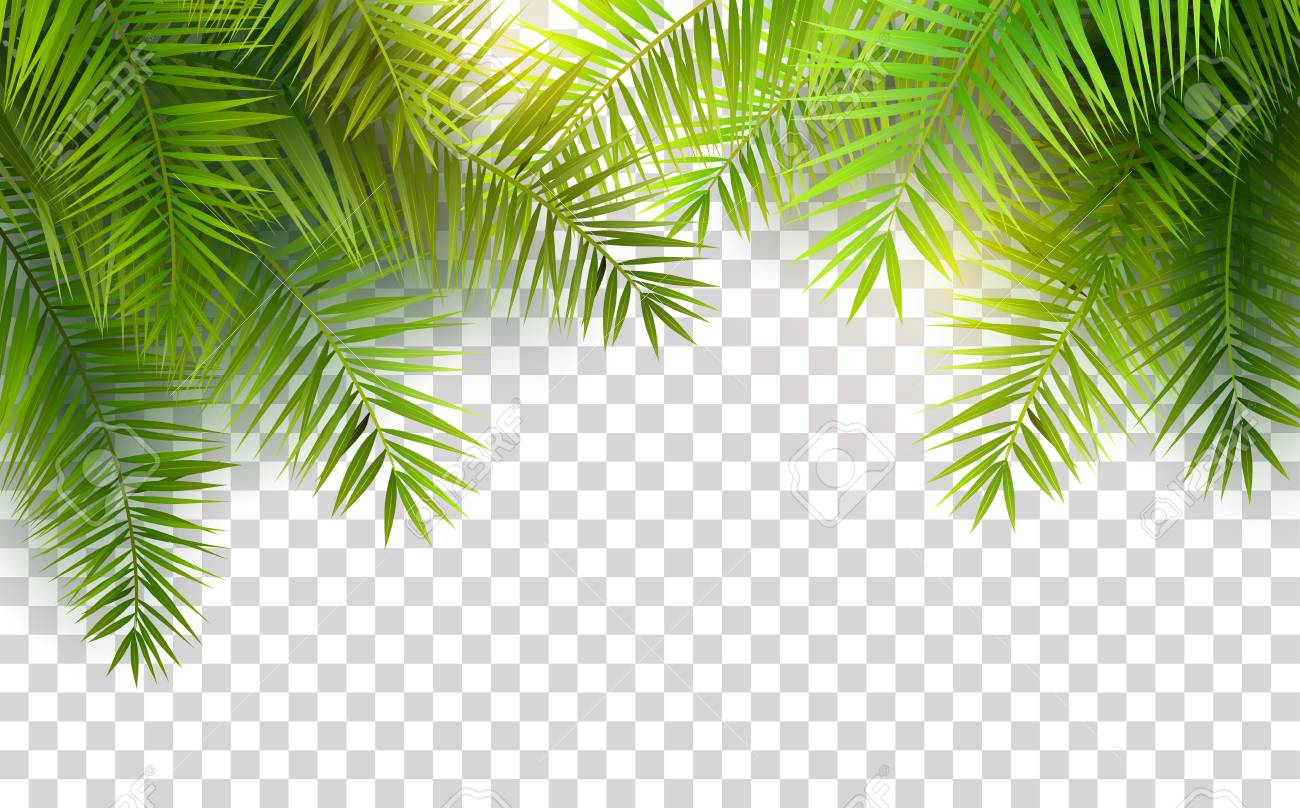 tropical leaf clipart transparent background
