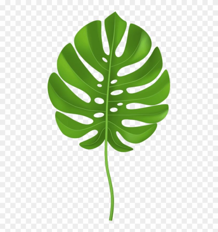 tropical leaf clipart transparent