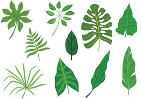 Tropical Leaves Free Vector Art