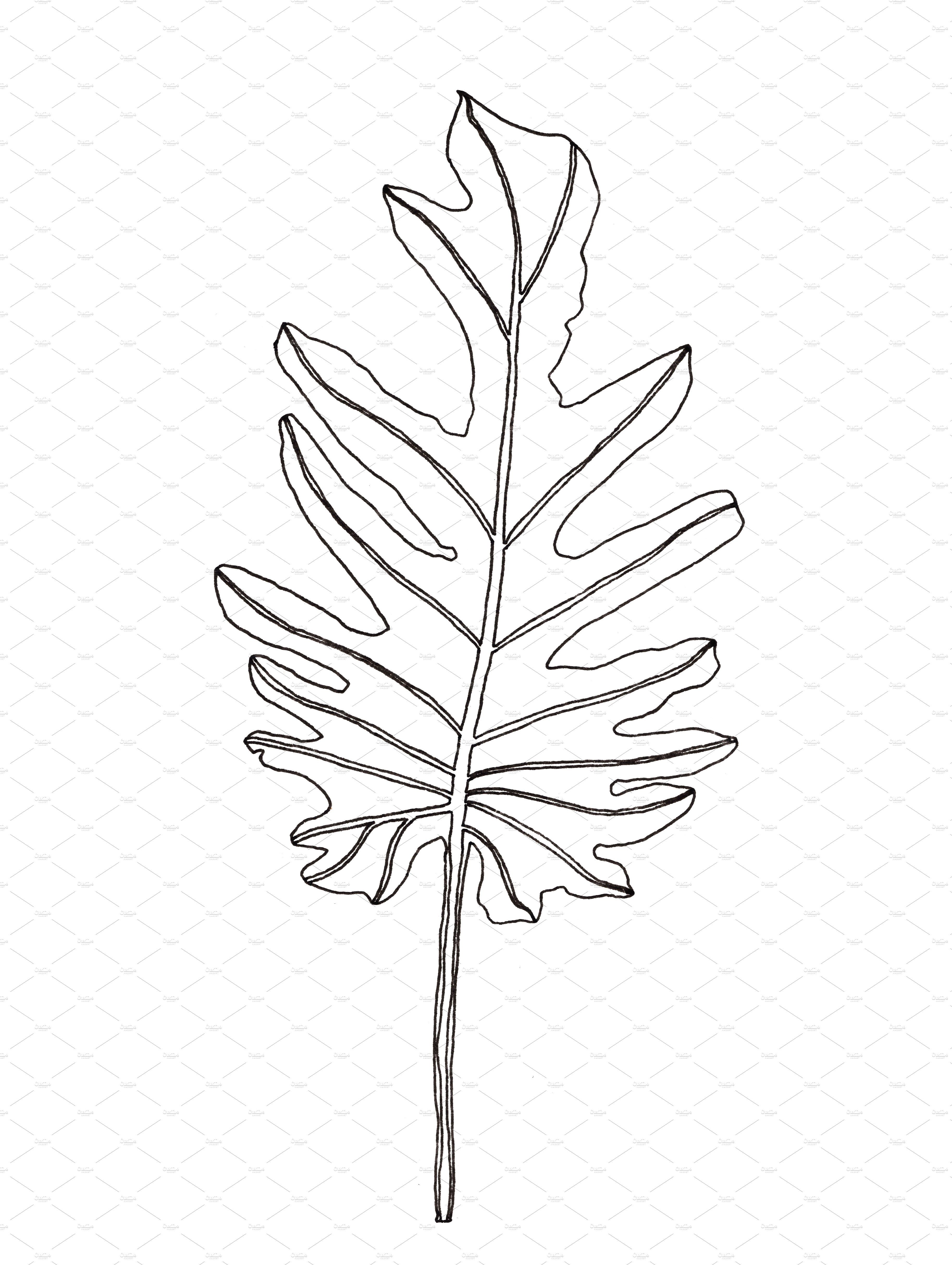 Palm leaves clipart.