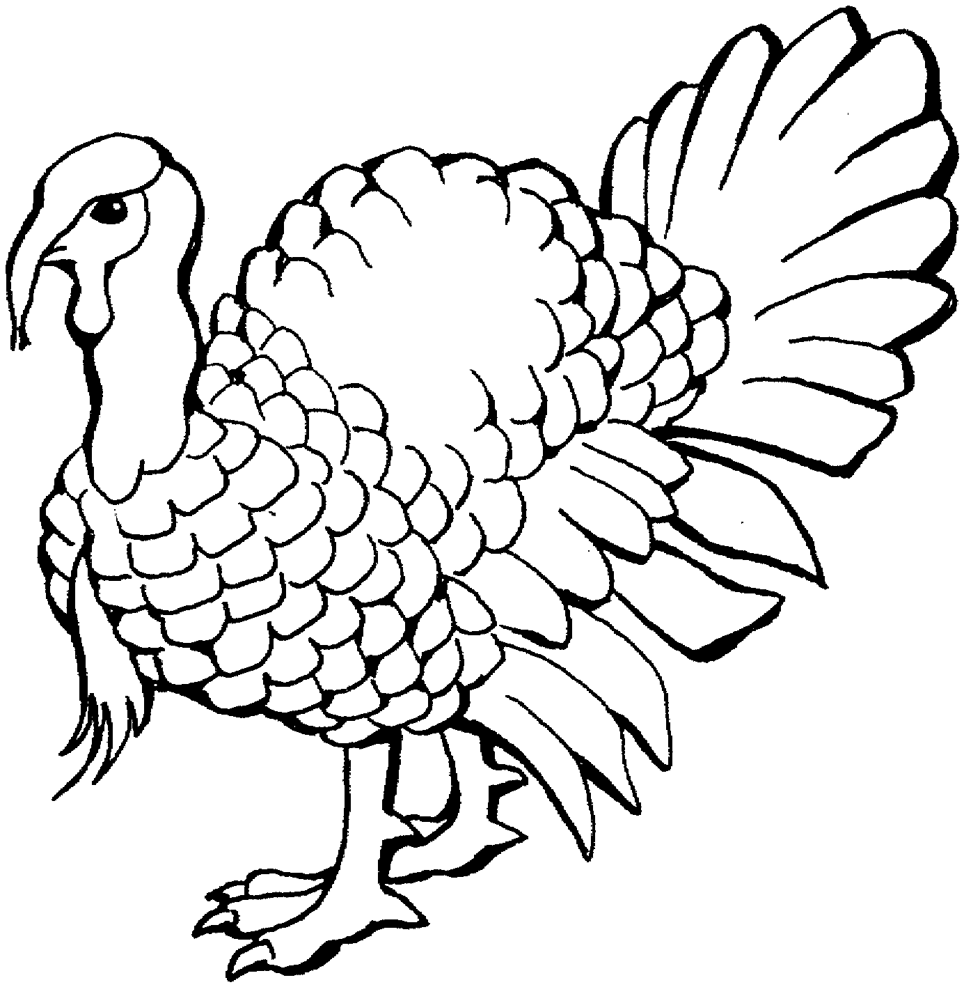 Free turkey drawing.