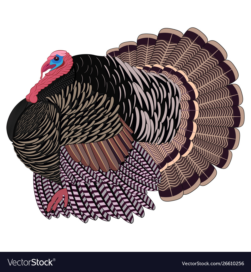 Big realistic turkeycock vector image