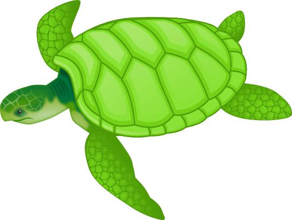 Free green turtle.