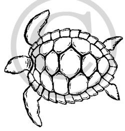 Hawaiian sea turtle.