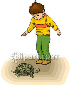 Boy looking turtle.